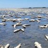 Entenda como o calor e a estiagem estão relacionadas com a morte de peixes no litoral gaúcho