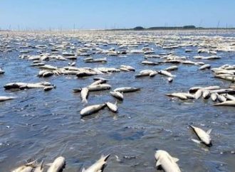 Entenda como o calor e a estiagem estão relacionadas com a morte de peixes no litoral gaúcho