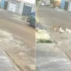 VÍDEO: Cachorros se unem para socorrer cachorro atropelado