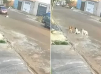 VÍDEO: Cachorros se unem para socorrer cachorro atropelado