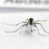 Casos de Dengue aumentam 276% em dez dias em Porto Alegre