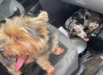 Cães são resgatados em carro fechado em Tramandaí