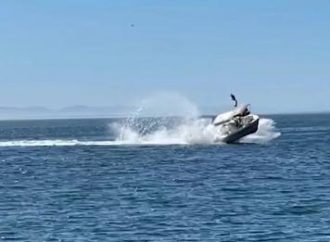 Barco se choca com baleia jubarte e turistas são lançados ao ar; assista o vídeo