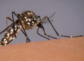 Rio Grande do Sul entra em alerta máximo contra a dengue