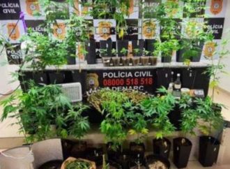 Denarc avalia pedir a prisão do responsável por plantação de maconha com estufa em Porto Alegre