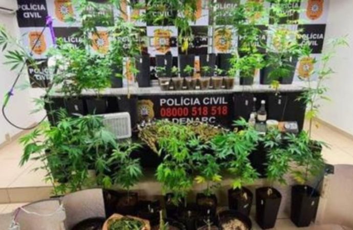 Denarc avalia pedir a prisão do responsável por plantação de maconha com estufa em Porto Alegre