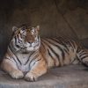 Tigre morre após ser diagnosticado com Covid-19 em zoológico