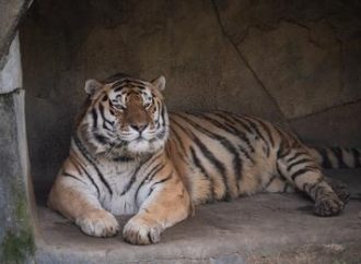 Tigre morre após ser diagnosticado com Covid-19 em zoológico
