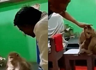 Mãe macaco leva filhote até consultório médico e pede ajuda