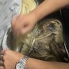 Polícia Civil recupera Mega Hair e prende seis por furto de estética em Canoas