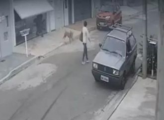 VÍDEO: Mulher é mordida por pitbull em calçada após cão escapar de garagem
