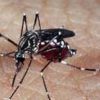 Com surto de dengue e alta de casos de doenças respiratórias, Santa Catarina decreta situação de emergência