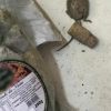 Ratos e alimentos vencidos são encontrados em restaurante interditado no Vale do Caí
