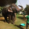 Elefante pisoteia idosa e invade o seu funeral, na Índia