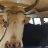 Homens são presos transportando duas vacas dentro de kombi no RS