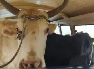 Homens são presos transportando duas vacas dentro de kombi no RS