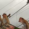 MUNDO: Macacos sequestram bebê de quatro meses e o jogam do telhado de prédio de três andares