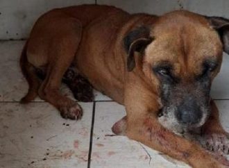 Homem é preso por maus-tratos contra cães em São Leopoldo