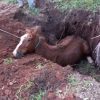 Cavalo é resgatado após cair em buraco