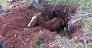 Cavalo é resgatado após cair em buraco