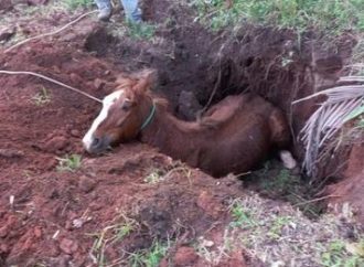 Cavalo é resgatado após cair em buraco