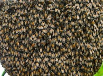 Bombeiros do RS deixarão de eliminar abelhas em caso de atendimento a enxames