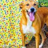 Podem ser mais de 20 os cães mortos por ingerir ração contaminada em Viamão