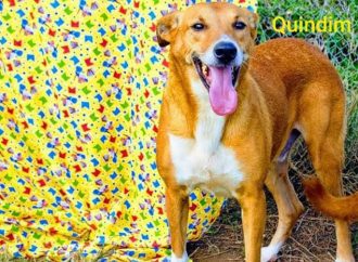 Podem ser mais de 20 os cães mortos por ingerir ração contaminada em Viamão