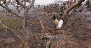 Gorilas, botos e leões-marinhos: Planeta perdeu 69% da fauna em menos de 50 anos