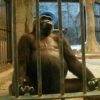 “Gorila mais triste do mundo” vive em cativeiro há 30 anos