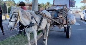 Cavalo e carroça são apreendidos em avenida de Canoas