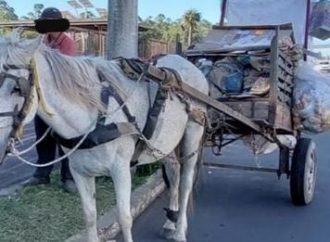 Cavalo e carroça são apreendidos em avenida de Canoas