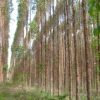 Corpo carbonizado é encontrado em plantação de eucaliptos