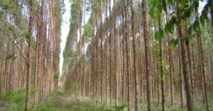 Corpo carbonizado é encontrado em plantação de eucaliptos