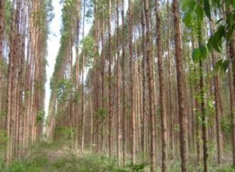 Corpo carbonizado é encontrado em plantação de eucaliptos
