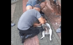 VÍDEO: Cachorrinha morre após ficar trancada para fora em sacada de prédio