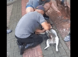 VÍDEO: Cachorrinha morre após ficar trancada para fora em sacada de prédio