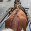 Justiça determina que veículos de tração animal sejam retirados das ruas de Capão da Canoa