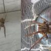 Aranha mais letal do mundo é encontrada dentro de residência de SC