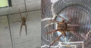 Aranha mais letal do mundo é encontrada dentro de residência de SC