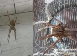 Aranha mais letal do mundo é encontrada dentro de residência de SC