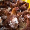 Gripe aviária H5N1 acende alerta global após morte de criança no Camboja e caso na China