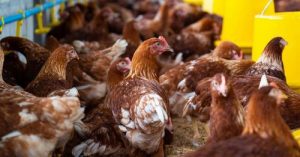 Gripe aviária H5N1 acende alerta global após morte de criança no Camboja e caso na China