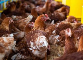 Gripe aviária H5N1 acende alerta global após morte de criança no Camboja e caso na China