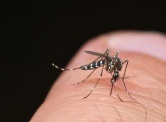 Terceira morte por dengue no Estado neste ano é registrada em Gramado