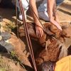 Égua é resgatada após cair em um bueiro em Cachoeirinha