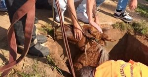 Égua é resgatada após cair em um bueiro em Cachoeirinha