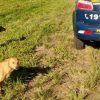 Polícia resgata cães que corriam risco de vida às margens da BR 290, na Região Metropolitana