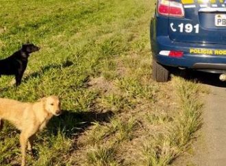 Polícia resgata cães que corriam risco de vida às margens da BR 290, na Região Metropolitana