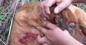 Desavença entre irmãos resulta na morte de cachorro em briga